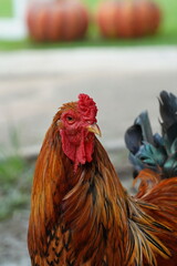 Close-up of a multi-colored chicken 