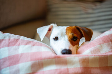 Obraz premium Jack russell dog sleep and look at owner