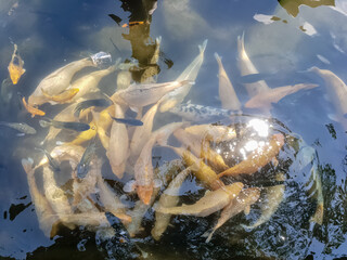Golden fish in pool in Tirta Gangga temple in Bali