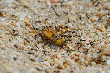 Little black ants drag a fly across the sand.