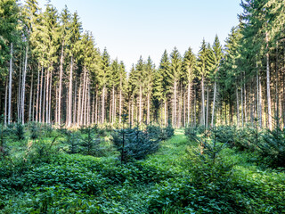 Wiederaufforstung im Mischwald