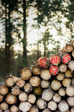 Forestry station in the forest,with freshly felled and stacked tree trunks.