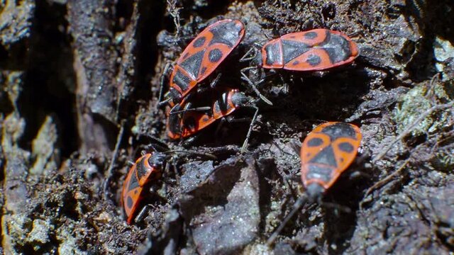 A small group of pyrrhocoris apterus sits on the bark of a tree. Macro video.