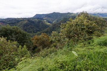 Andyjska dolina w centralnej Kolumbii - obrazy, fototapety, plakaty