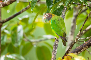 The brown-hooded parrot (Pyrilia haematotis) is a small parrot which is a resident breeding species from southeastern Mexico to north-western Colombia.