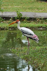 African beak stands near the water in the zoo of Pattaya city.