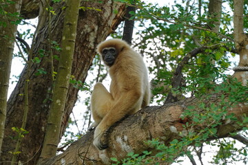 Cream gibbon sits on a tree branch.