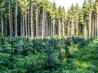 Wiederaufforstung im Mischwald