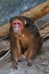 Bear red-faced macaque in the zoo of the city of Pattaya.