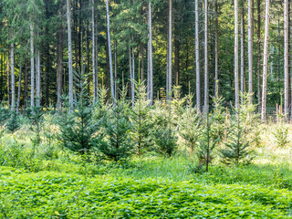 Obraz premium Wiederaufforstung im Mischwald