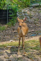 Roe deer in the zoo of Pattaya city