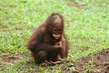 orangutan in the zoo © Pitokung