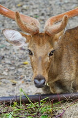 Roe deer in the zoo of Pattaya city