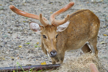 Roe deer in the zoo of Pattaya city
