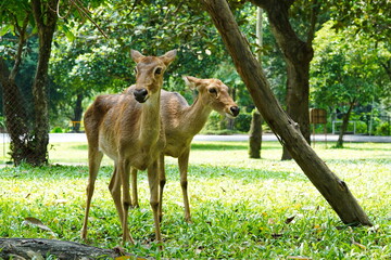 Roe deer in the zoo of Pattaya city