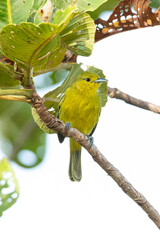 Common Iora perching on a tree branch