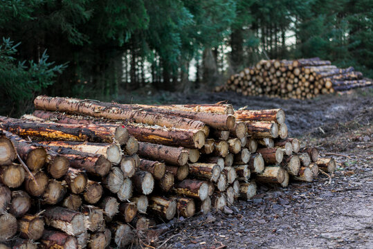 Forestry station in the forest,with freshly felled and stacked tree trunks.