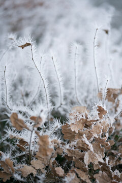 Frozen leafes in winter