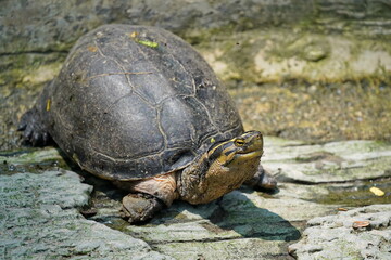 Turtle with yellow stripes on the head.