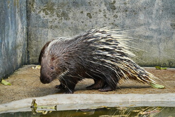 Porcupine in the aviary of the Pattaya City Zoo