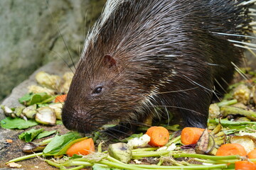Porcupine in the aviary of the Pattaya City Zoo