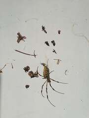 Spiders that live in Korea