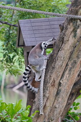 A striped lemur is climbing a tree trunk.