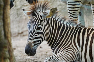 Fototapeta na wymiar A zebra cub lies on the ground.