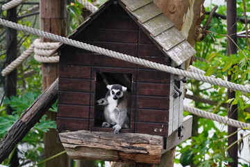 Lemur is sitting in a house in the zoo.