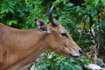 Banteng bull in the zoo of Pattaya city.