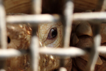 Closeup of tortoise eyes in a cage