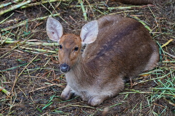 Fototapeta premium Sambar deer in the zoo of the city of Pattaya.