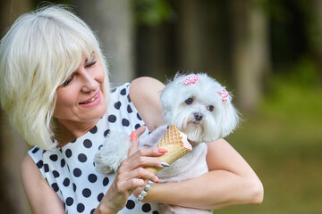 almost sharp photo. An adult woman seduces a Maltese lapdog with ice cream