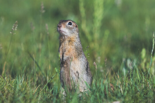 closeup of cute marmot standing on the bashang grassland,china