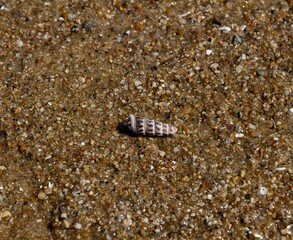 urchin on the sand
