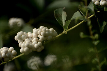 白い実がなった植物