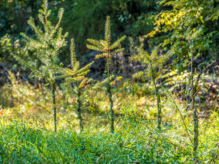 Wiederaufforstung im Mischwald