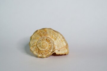 Shell on a uniform background. Background image.