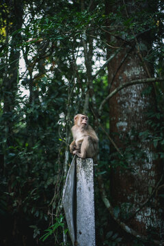 Monkey on traffic pole.