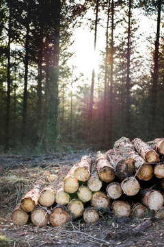 Forestry station in the forest,with freshly felled and stacked tree trunks.
