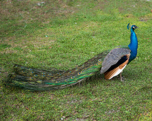 Obraz premium Peacock Stock Photos. Peacock close-up profile view, the beautiful colourful bird walking on green grass. Image. Picture. Peacock bird close-up profile view. Peacock he beautiful colourful bird.