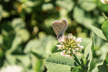 colorful butterfly and flower in nature