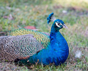 Obraz premium Peacock Stock Photos. Peacock close-up profile view, resting on ground foliage in its environment and habitat displaying head crown and beautiful colours. Image. Picture. Portrait