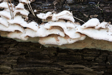 white  fungal plant pathogen on fallen hardwood tree