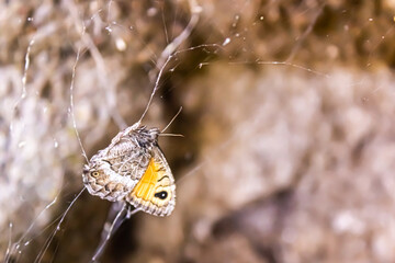colorful butterfly and flower in nature