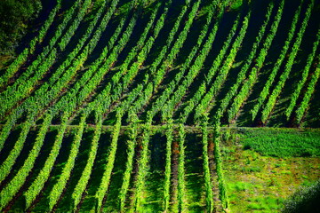 Steillagen an der Mosel, Riesling