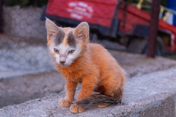 colorful little beautiful cute kittens