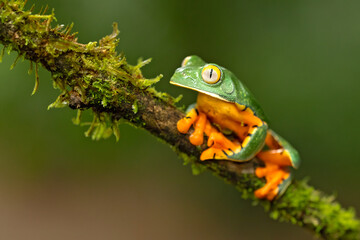 Cruziohyla calcarifer, the splendid leaf frog or splendid treefrog, is a tree frog of the family Phyllomedusidae described in 1902 by George Albert Boulenger.