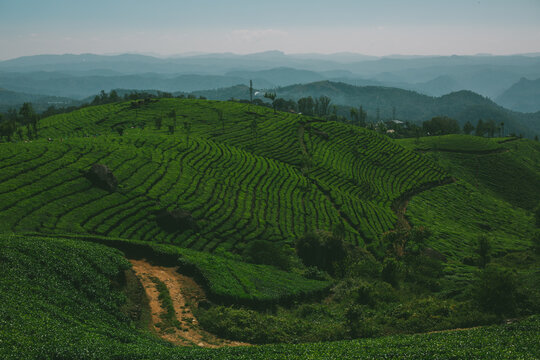 Tea Plantation Landscape in Munnar, India