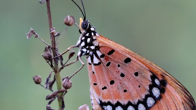 A Tawny Coster butterflies sitting on dry branch at Chennai in India